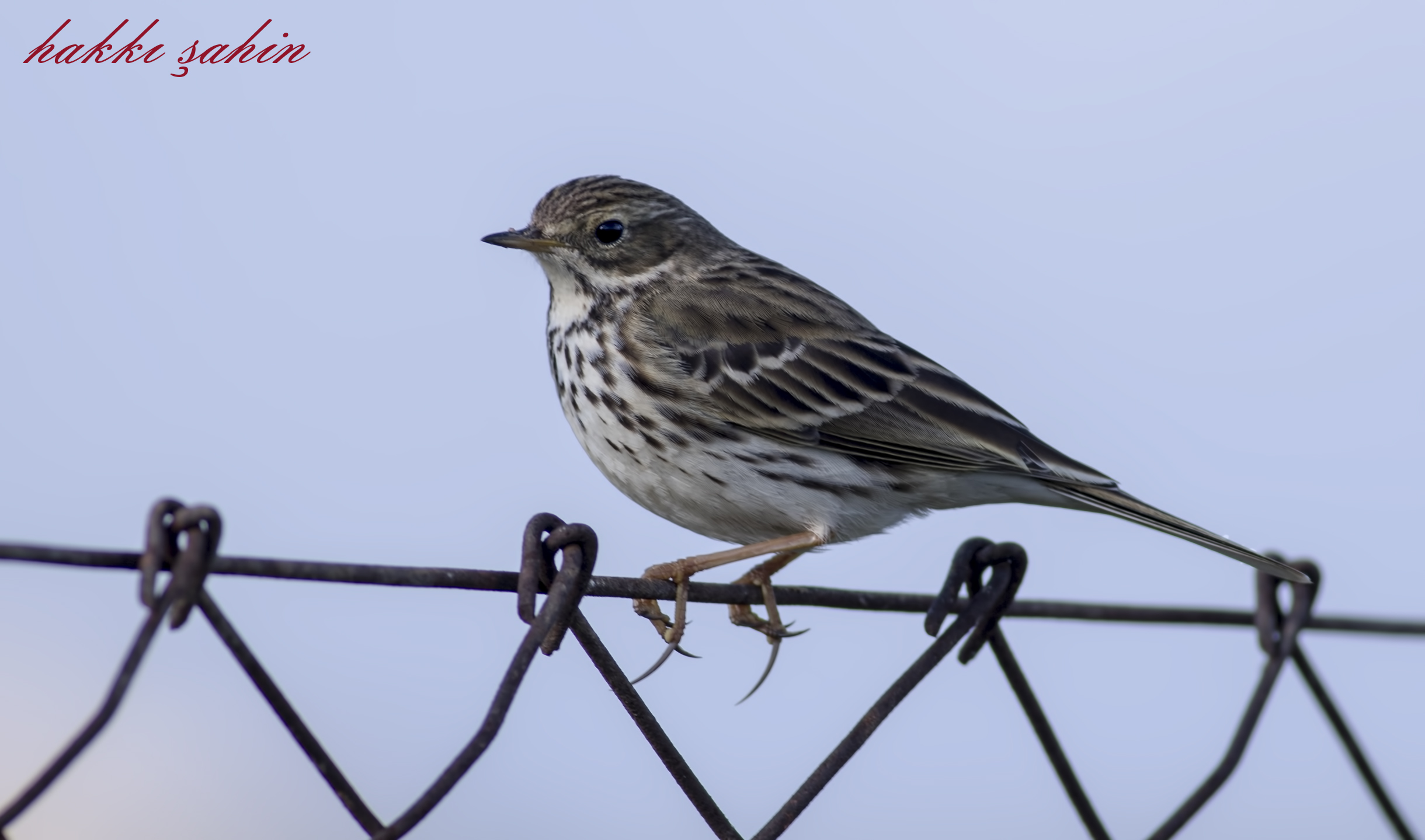 Water Pipit